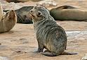 114 Cape Cross seal colony